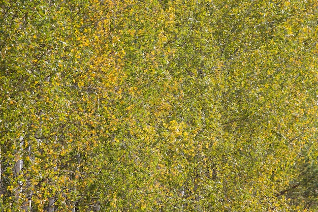 Fondo de hojas verdes de abedul Muchas hojas de un árbol
