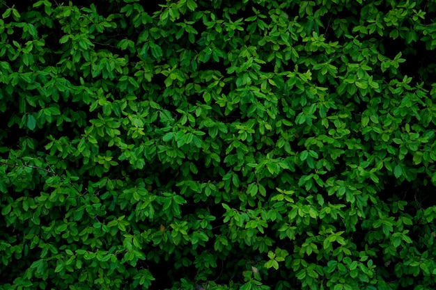 Fondo con hojas verdes anchas