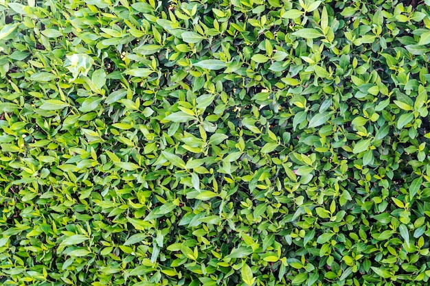 Fondo de hojas verdes en un arbusto. Textura de plantas verdes