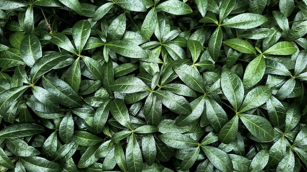 Foto fondo de hojas verdes en la calle en un día de verano