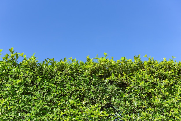 Fondo de hojas verdes con cielo azul o la textura de paredes naturales, marco cuadrado de hoja verde