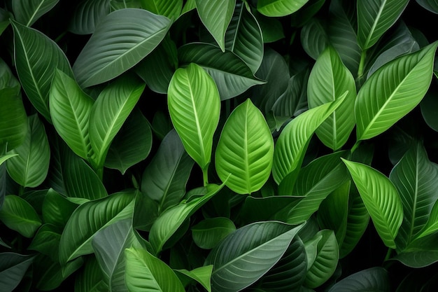 Foto fondo de hojas verdes decorativas modernas