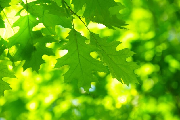 Fondo de hojas verdes en un día soleado