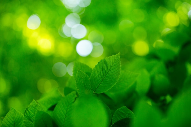 Fondo de hojas verdes en un día soleado