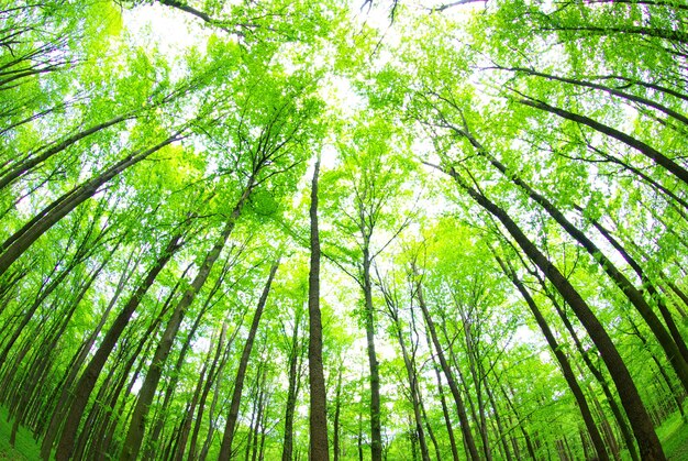 Fondo de hojas verdes en un día soleado