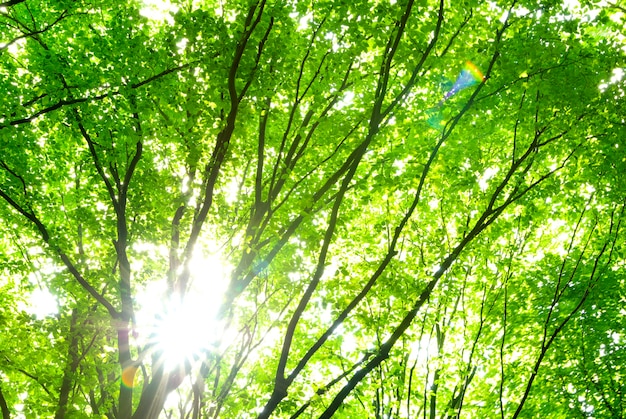 Fondo de hojas verdes en un día soleado