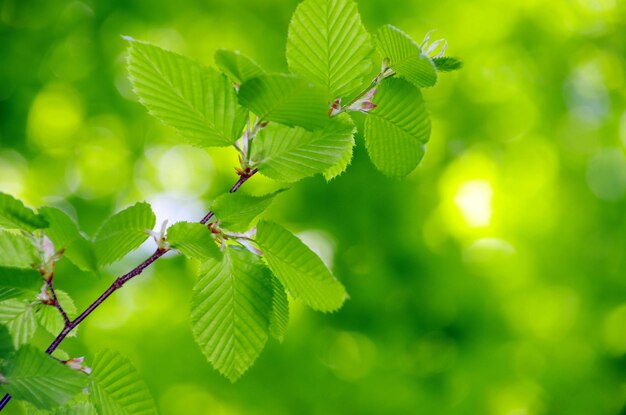 Fondo de hojas verdes en un día soleado