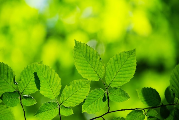 Fondo de hojas verdes en un día soleado