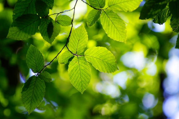 Fondo de hojas verdes en un día soleado