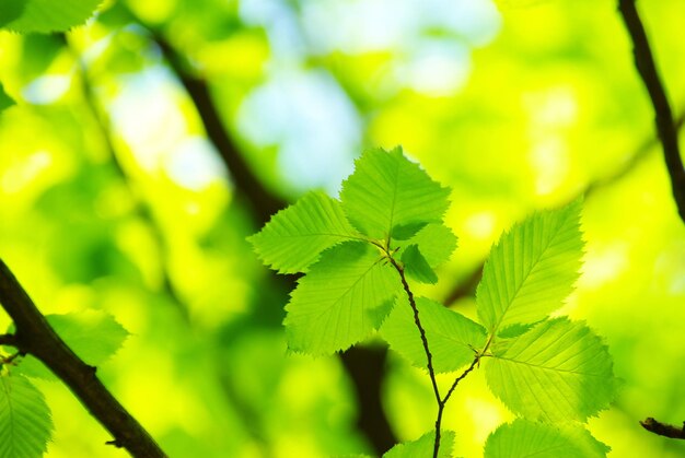 Fondo de hojas verdes en un día soleado