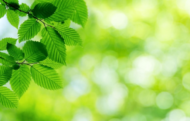 Fondo de hojas verdes en un día soleado