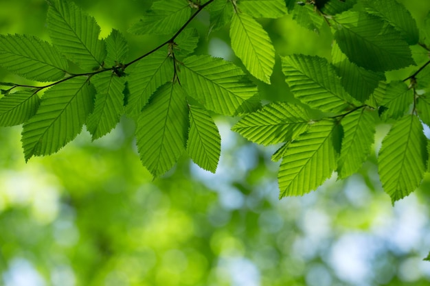 Fondo de hojas verdes en un día soleado