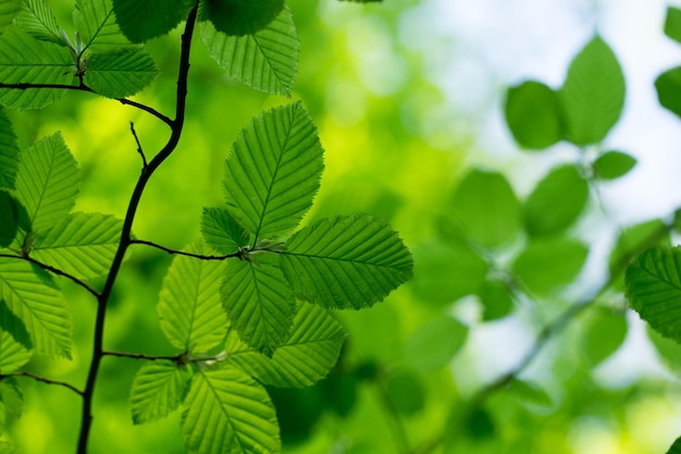 Fondo de hojas verdes en un día soleado