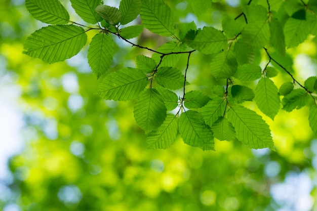 Fondo de hojas verdes en un día soleado