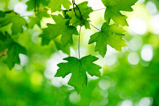 Fondo de hojas verdes en día soleado