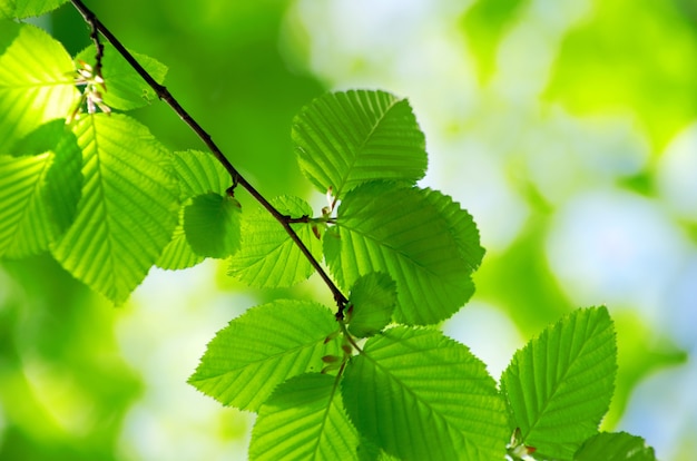 Fondo de hojas verdes en un día soleado