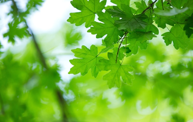 Fondo de hojas verdes en un día soleado