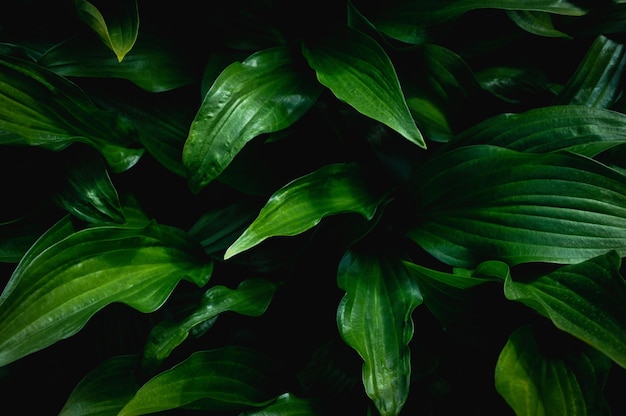 Fondo de hojas verdes Disparo de fotograma completo de plantas
