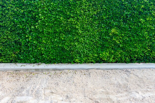 Fondo de hojas verdes de Ficus annulata o hoja de baniano y arena