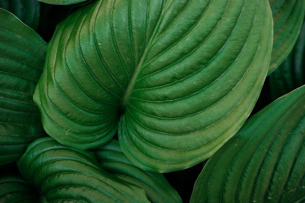 Fondo de hojas verdes de una flor de lirio Follaje brillante y jugoso Textura de hojas grandes La belleza está en la naturaleza