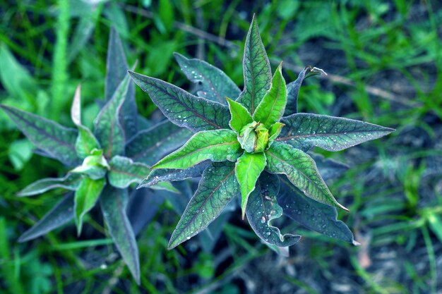 Fondo de hojas verdes frescas con gotas de agua