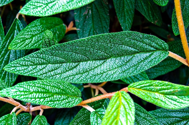 Fondo de hojas verdes frescas y naturales.