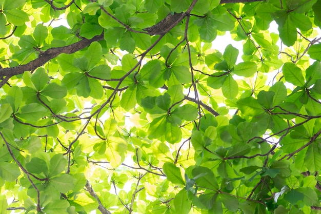 Fondo de hojas verdes frescas de primavera