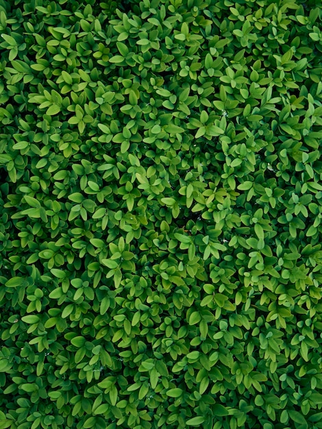 Foto fondo de hojas verdes frescas.