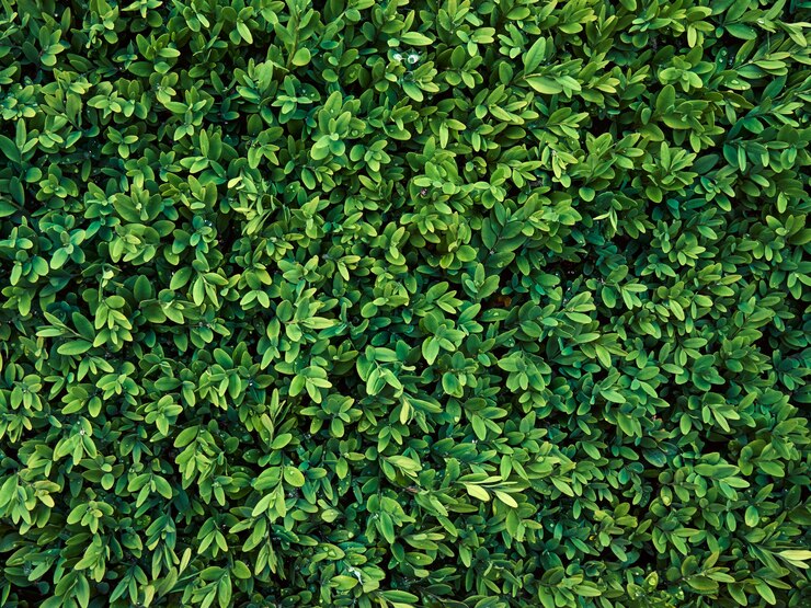 Foto fondo de hojas verdes frescas.
