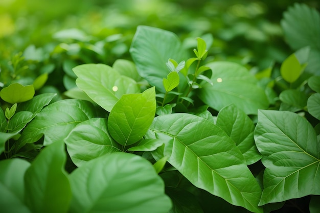 Fondo De Hojas Verdes Frescas