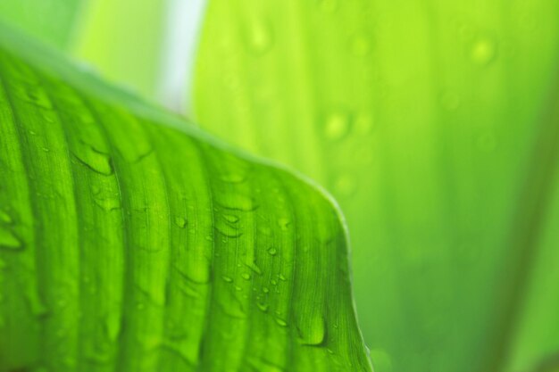 Fondo con hojas verdes y gotas de lluvia