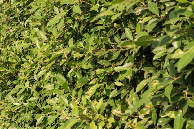 Fondo de hojas verdes, hojas de textura de árbol, hojas de árbol es fondo