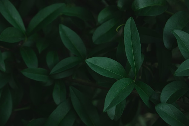 Fondo de hojas verdes. Hojas verdes con espacio de copia. Son de tono de color oscuro. Fondo de textura de hojas verdes. concepto de fotografía naturaleza y planta.