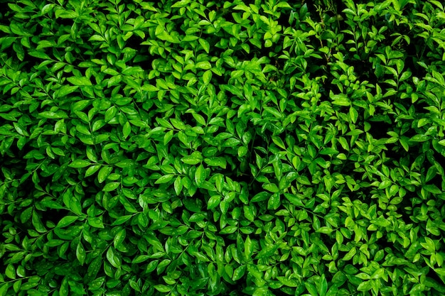 Fondo de hojas verdes. Hojas verdes tono de color oscuro en la mañana