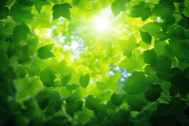 Fondo con hojas verdes iridescentes brillantes contra un telón de fondo de bosque y luz solar
