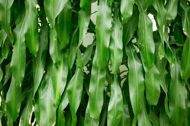 El fondo de las hojas verdes largas de una planta tropical