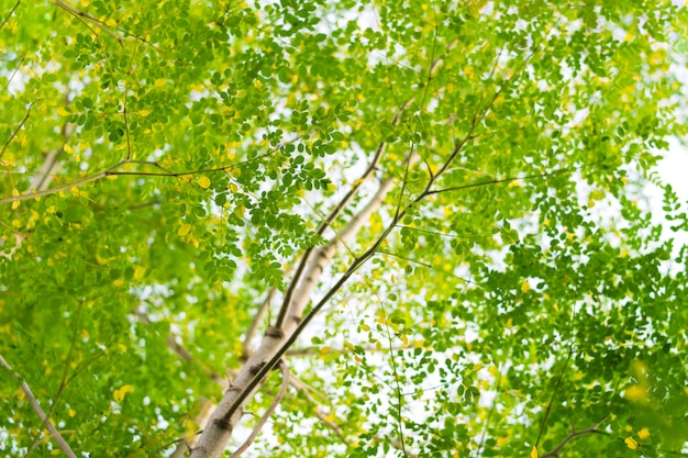 Fondo de hojas verdes naturales