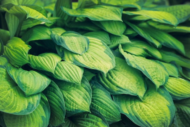 Fondo de hojas verdes naturales