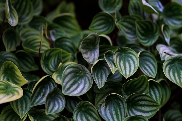 Fondo de hojas verdes naturales