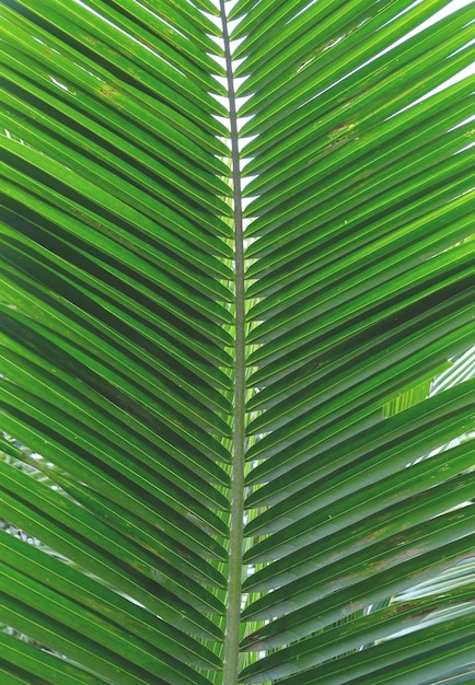 Fondo de hojas verdes Naturaleza planta y concepto de frescura