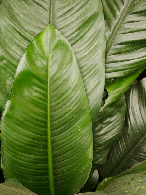 Fondo de hojas verdes, naturaleza planta.