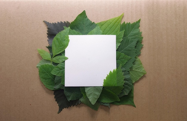 Fondo de hojas verdes con un papel