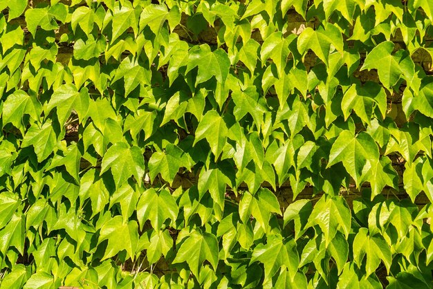 Fondo de hojas verdes en una pared de ladrillos