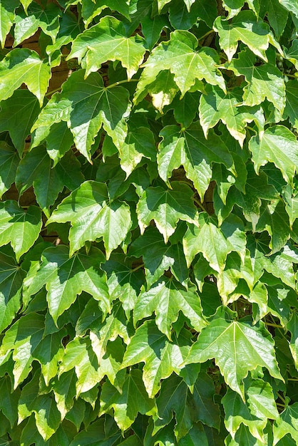 Fondo de hojas verdes en una pared de ladrillos