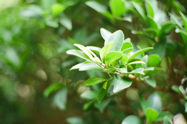 Fondo de hojas verdes, planta de la naturaleza