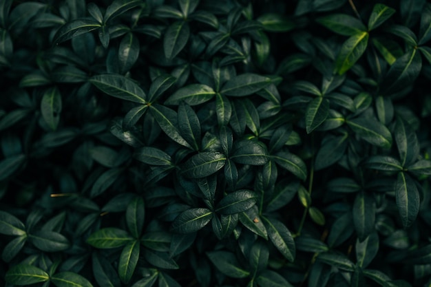 Fondo de hojas verdes de primer plano Patrón de hojas frescas superpuestas Follaje natural texturizado y fondo