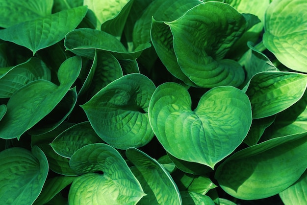 Fondo de hojas verdes con sombras y manchas de luz solar planta hosta en verano