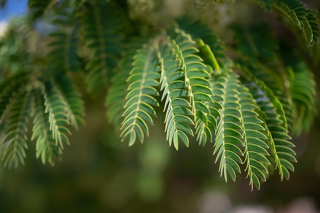 Fondo de hojas verdes en su mayoría borroso con espacio de copia más oscuro para texto en la parte inferior Primer plano de hojas colgantes parecidas a mimosa Fondo de pantalla de naturaleza de verano Pacara earpod tree u oreja de negro