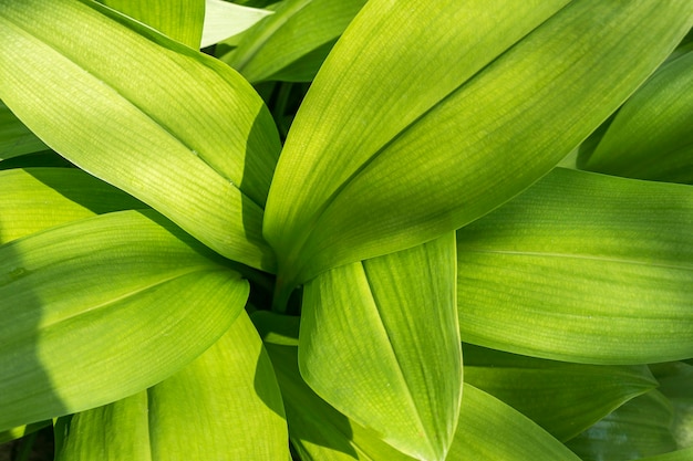 Foto fondo de hojas verdes. textura de la hoja
