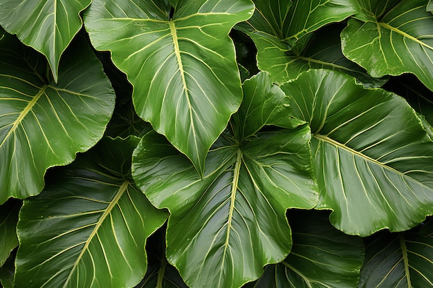 Foto fondo de hojas verdes textura de hojas tropicales vista superior copiar espacio